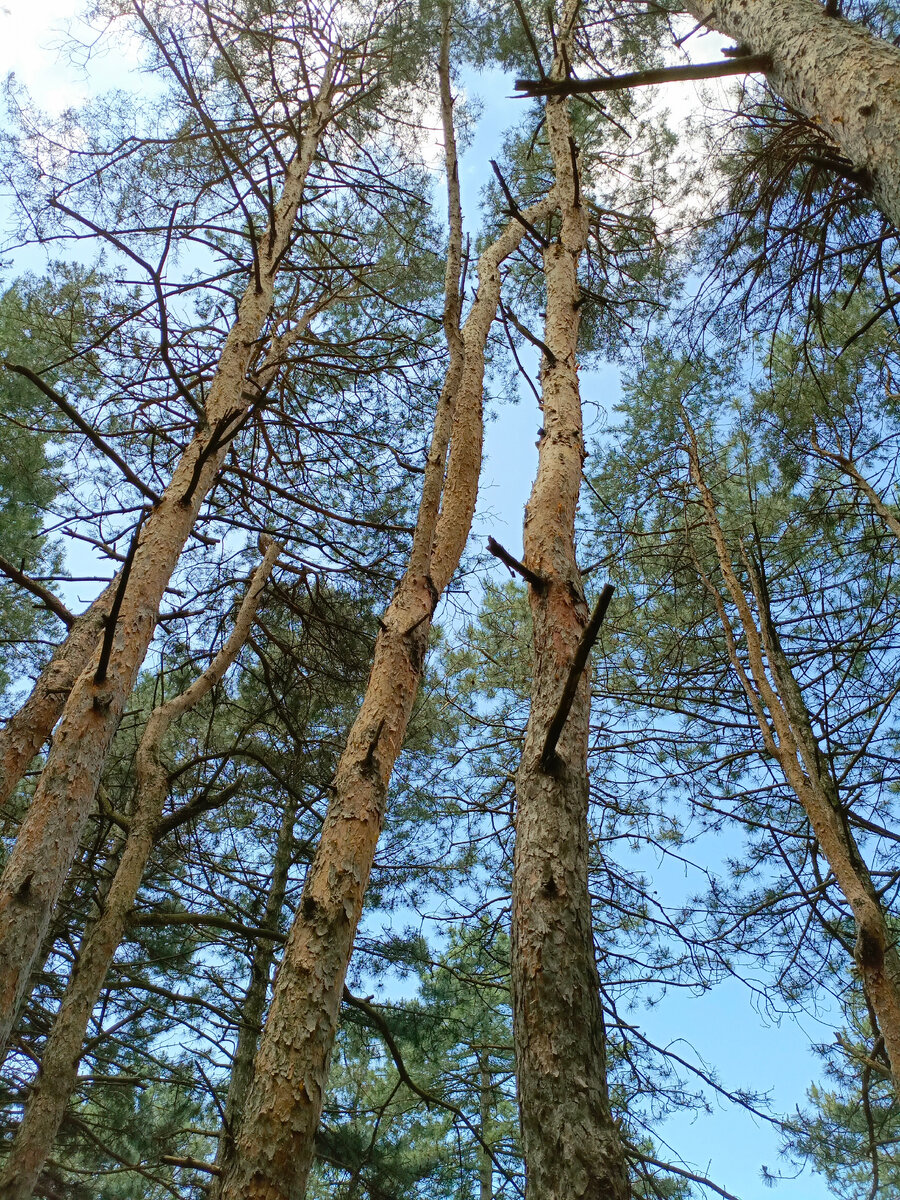 Город засыпает... просыпается мафия | ЕжиХа | Дзен