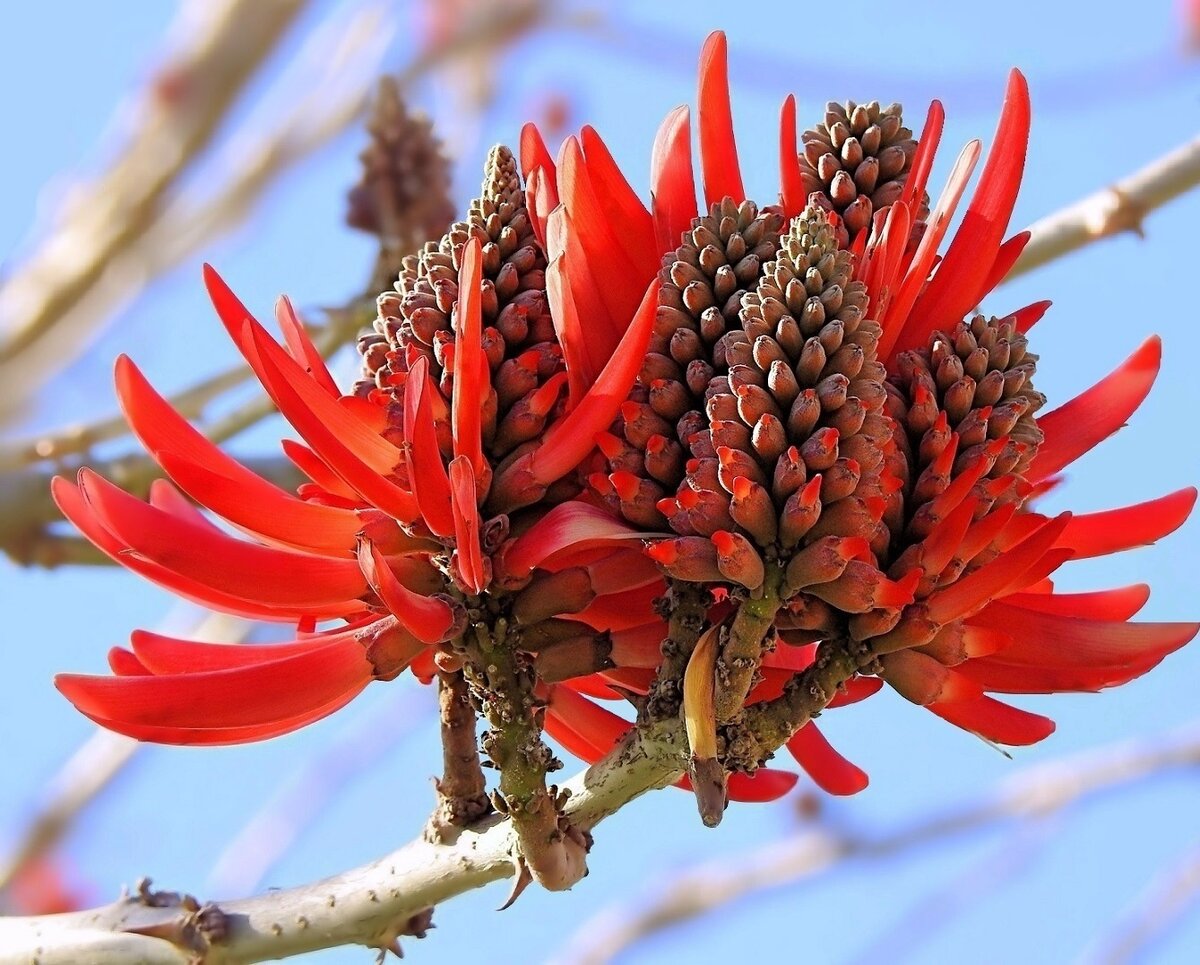 Эритрина, коралловое дерево. Фото Яндекс