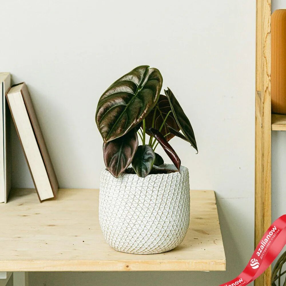    Алоказия купреа Ред Секрет от AzaliaNow