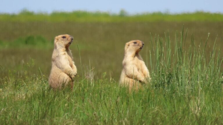    Сурки-геологи. В оренбургском заповеднике поделились интересным фактом о сурках Кристина Просвиркина