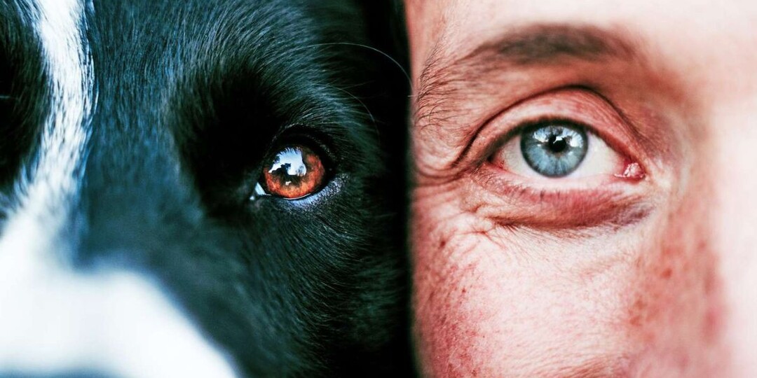 Что могут видеть собаки, чего не могут видеть люди?