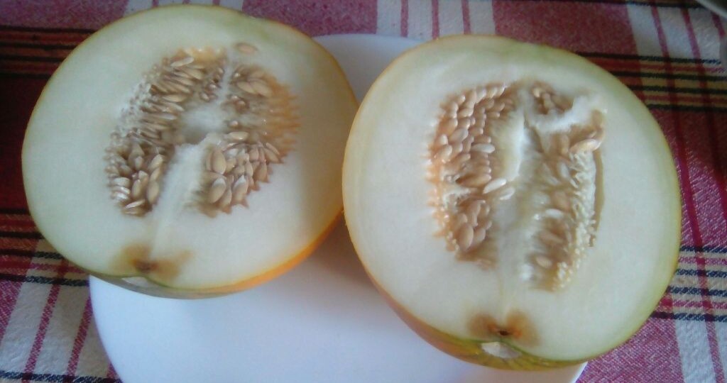 Выращивание дыни в средней полосе