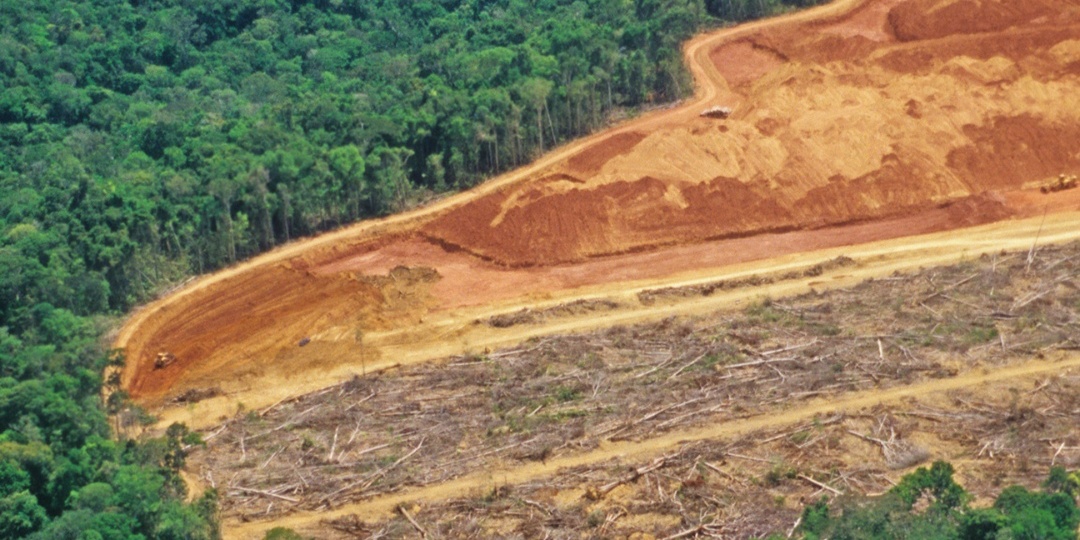 Как исчезают леса в России?