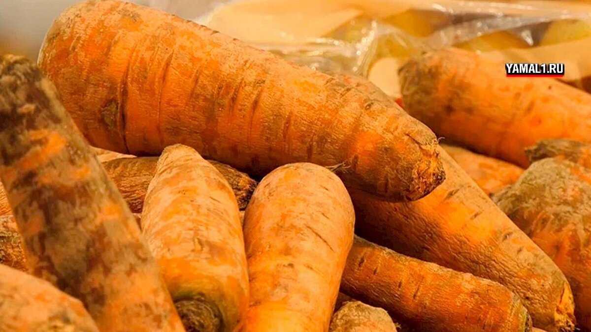Фото из архива Ямал 1