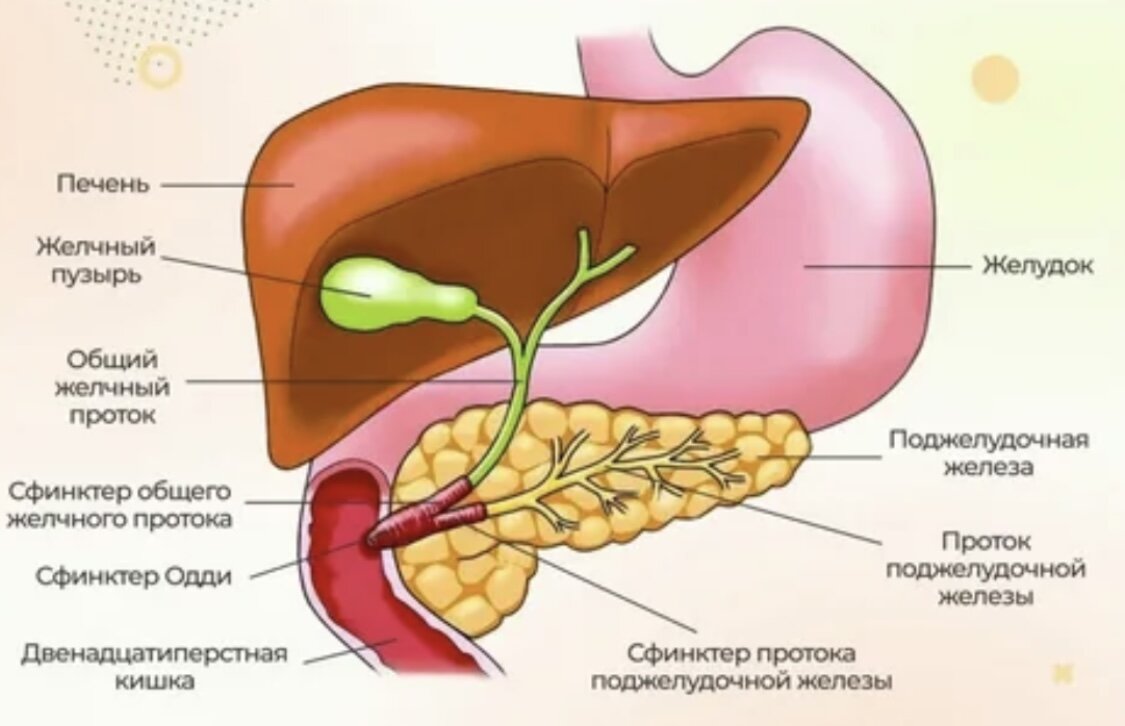 Застой желчи и жидкий стул