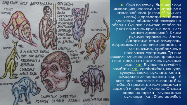 Судя по всему, бывшие люди инволюционировали в Антарктиде в начале кайнозоя (около 60 млн лет назад) и превратились в неких древесных обитателей похожих на обезьян. Однако в отличие от обезьян у них появились крупные резцы для питания древесиной. Клыки рудиментировались.