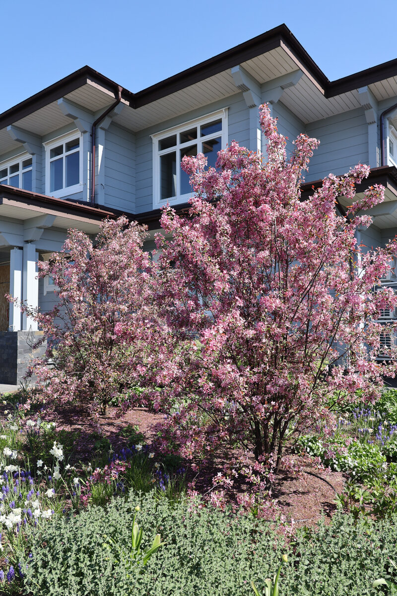 Яблоня Недзвецкого (Malus niedzwetzkyana)