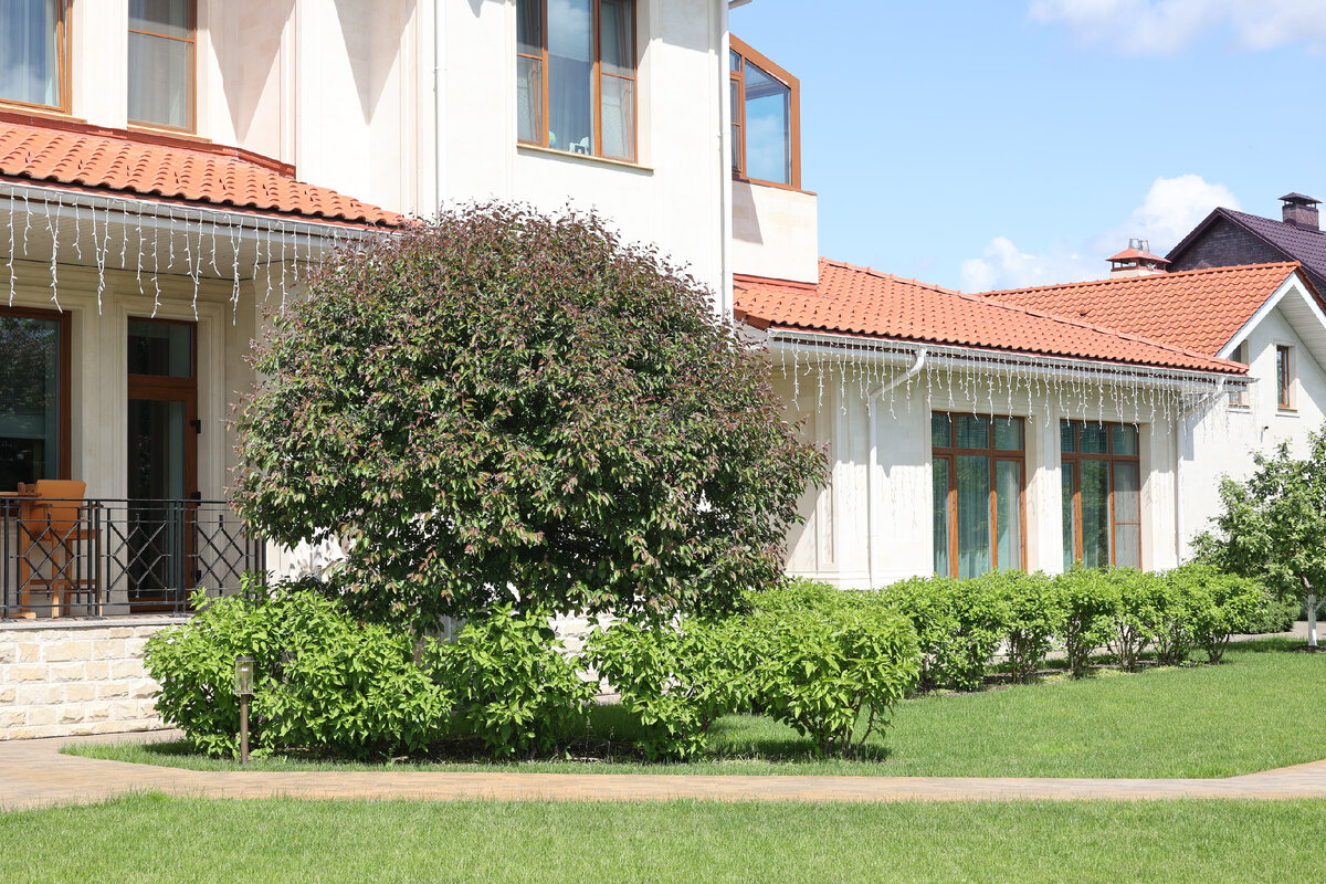 Яблоня Маковецкого Malus 'Makowieckiana'