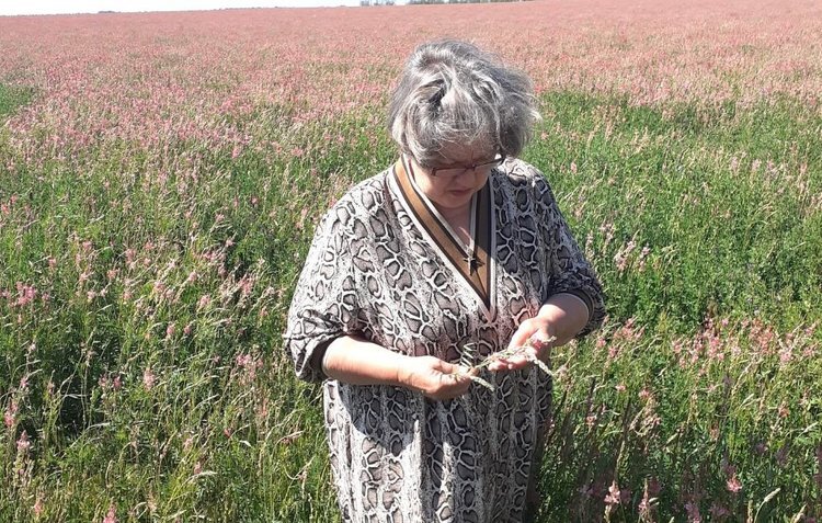    Ставропольские посевы восстанавливаются после апрельской засухи