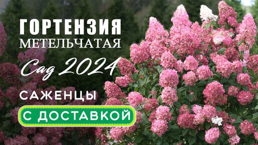 Гортензия метельчатая 2024. Обзор саженцев