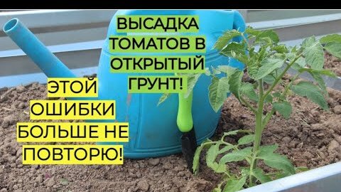 Высадка томатов в открытый грунт. ПОЧЕМУ ПОГИБЛИ ТОМАТЫ в прошлом году.