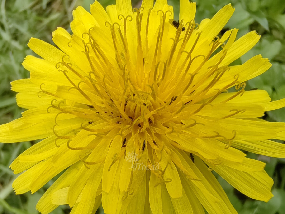 Цветок одуванчика. На большом увеличении заметно, что он буквально нашпигован трипсами. Поэтому от одуванчиков в саду нужно избавляться. Их место - в поле.