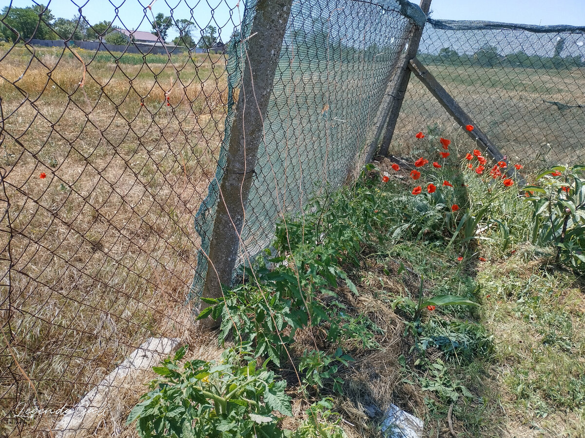 К забору бечевку привязала, надеюсь, что томаты его, забор, не завалят ))