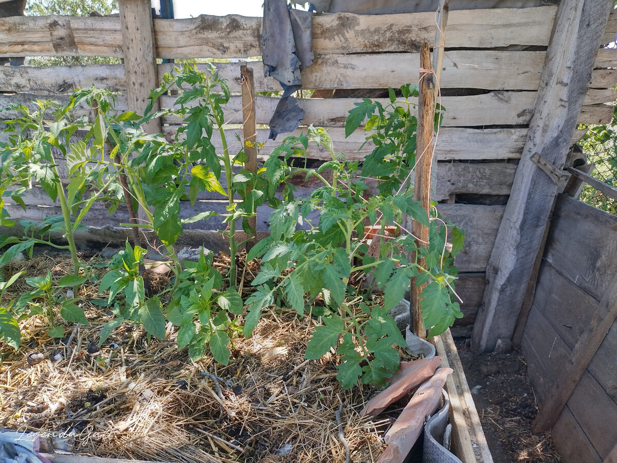 Чкрного мавра посадила, вот приходится подвязывать.