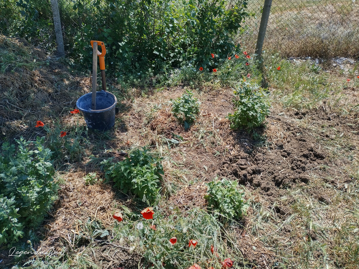 Готова цветочная полянка. Сверху травы еще и сеном присыпала мульчу.