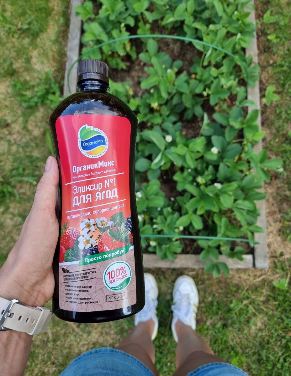 Покормила органикой клубнику