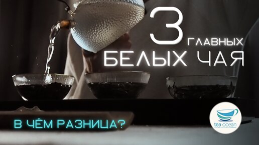 Каким бывает белый чай? 3 главных сорта