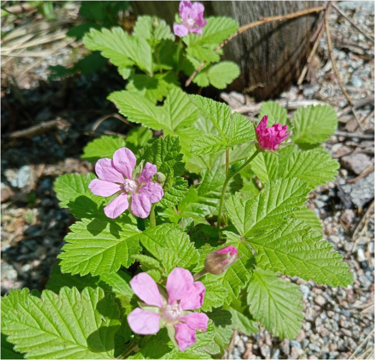 Цветет княженика, фото Романа Гагарина