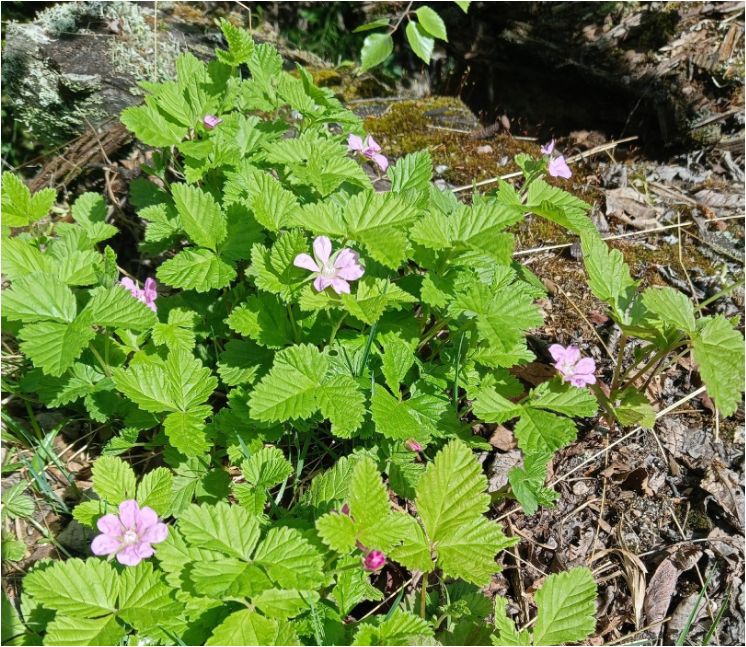 Цветки княженики, фото Романа Гагарина