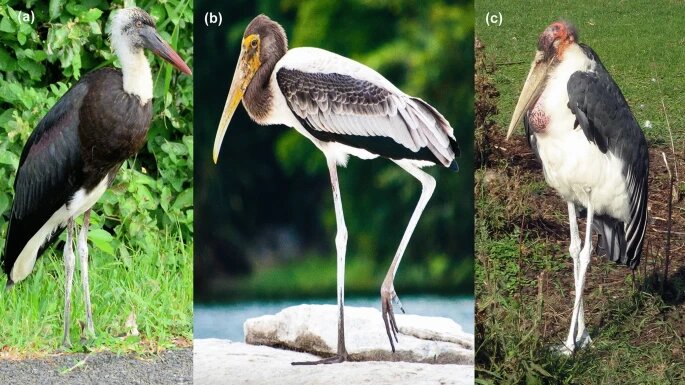 Фото отсюда: www.nature.com Слева направо: урогидроз у белошейного аиста, индийского клювача и африканского марабу