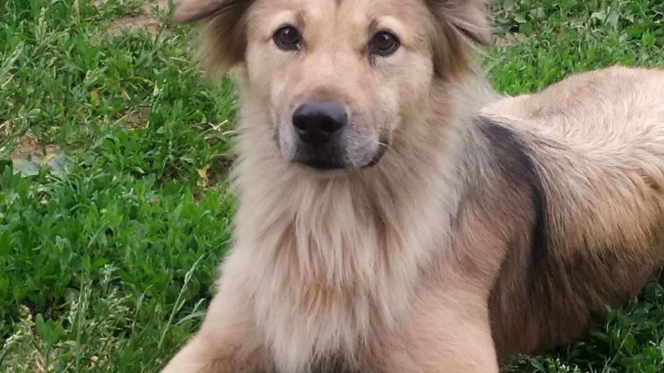 Щенок оказался ненужным подарком и его просто выкинули в лес.