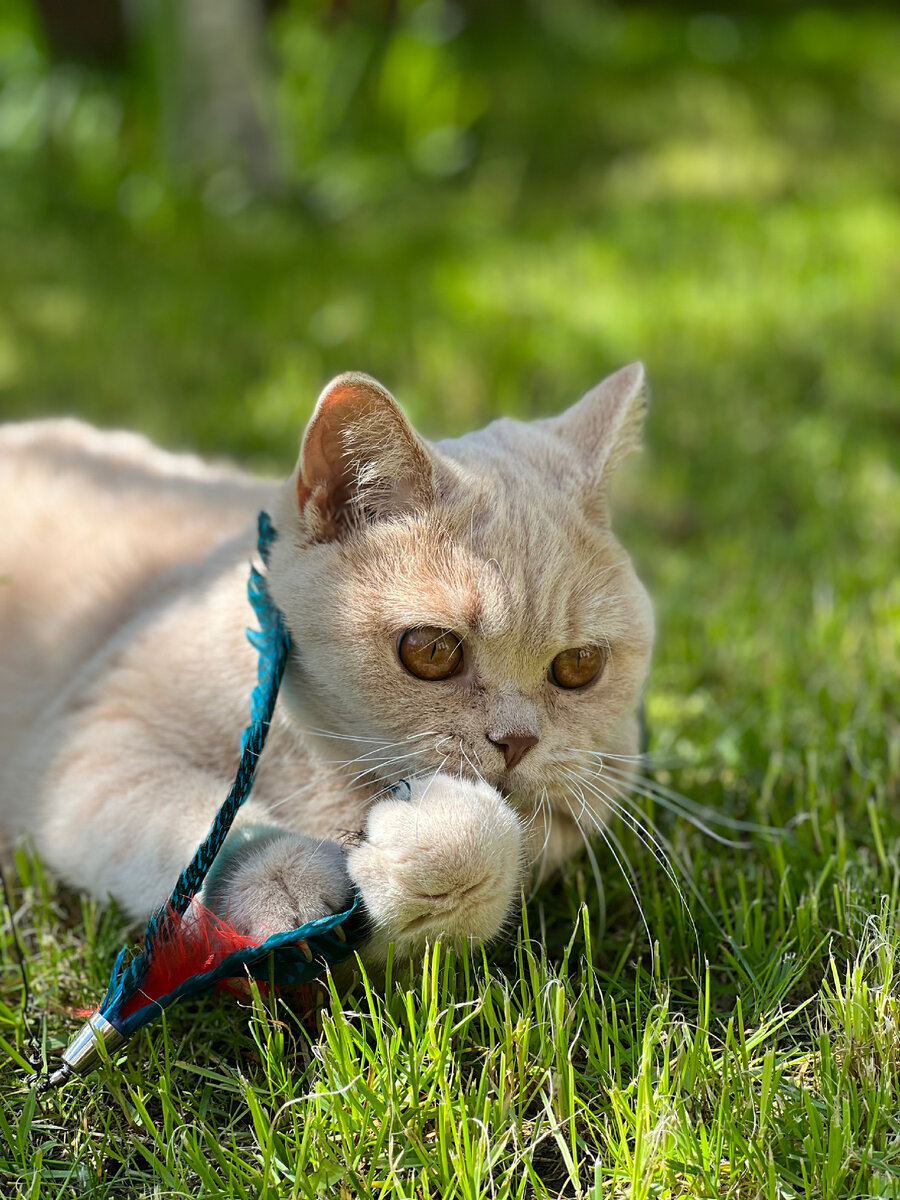 Игрушка с перьями - одна из любимых кошачьих игрушек 