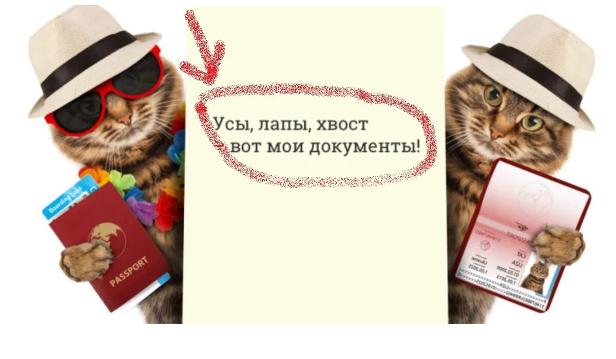 Очередная волна народного возмущения «разгоняется» СМИ и блогерами. Начало лета ознаменовалось новостью:«Россиянам запретят заводить кошек и собак без карточек и уникальных номеров».