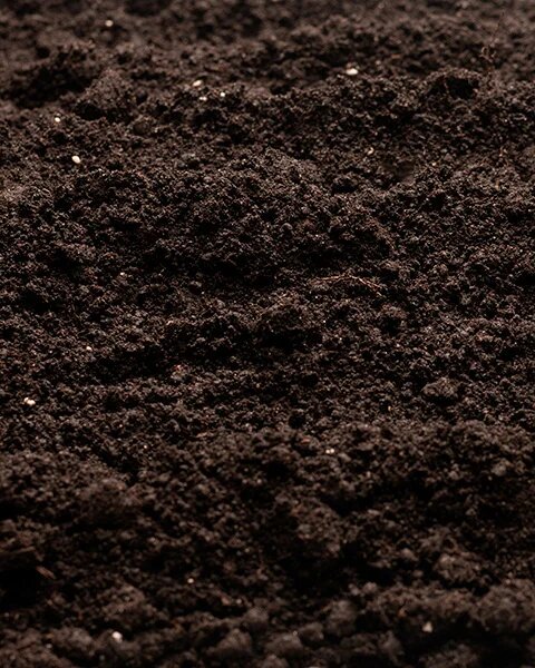 Низинный торф. Источник: shutterstock.com