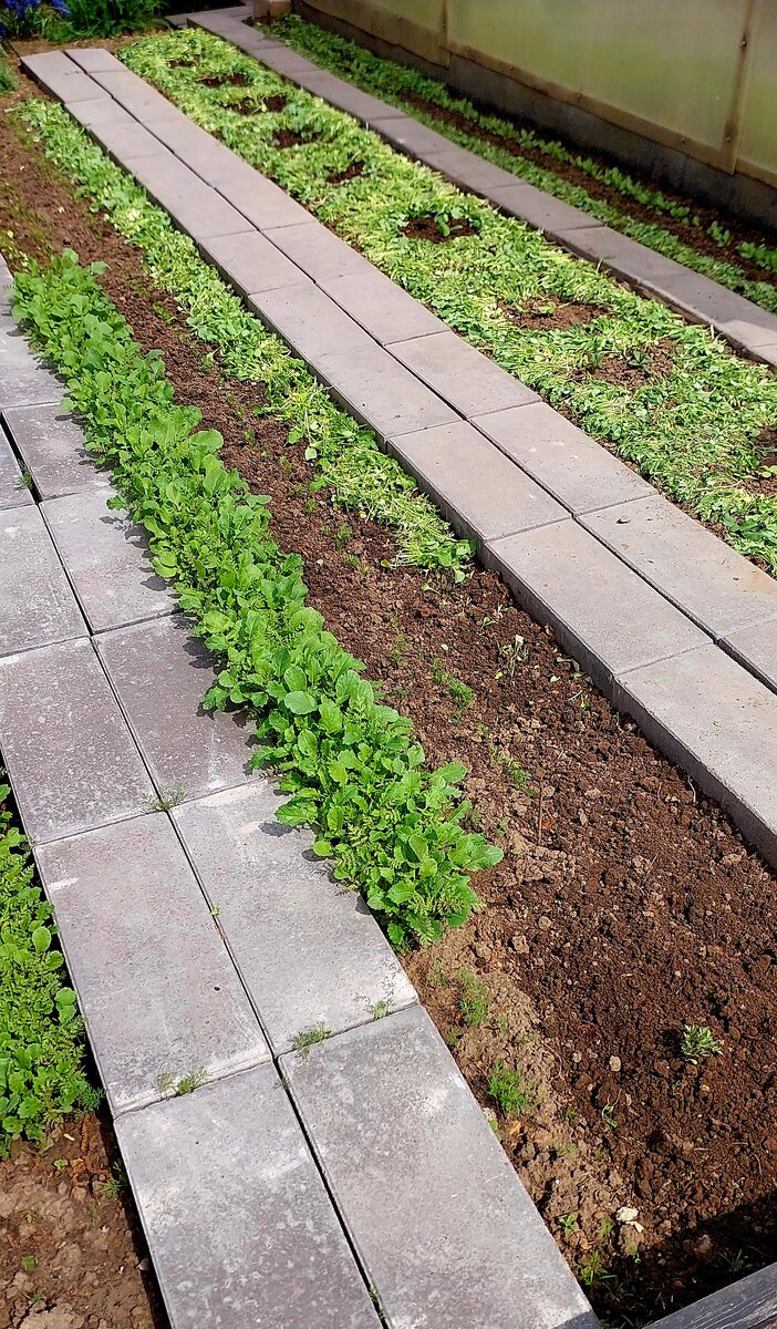 гряда до и после мульчирования.