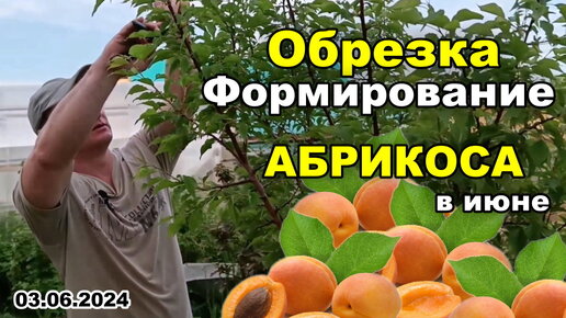 Как ОБРЕЗАТЬ и формировать АБРИКОС в июне. Корректирующая летняя обрезка, прореживание кроны 03.06.2024