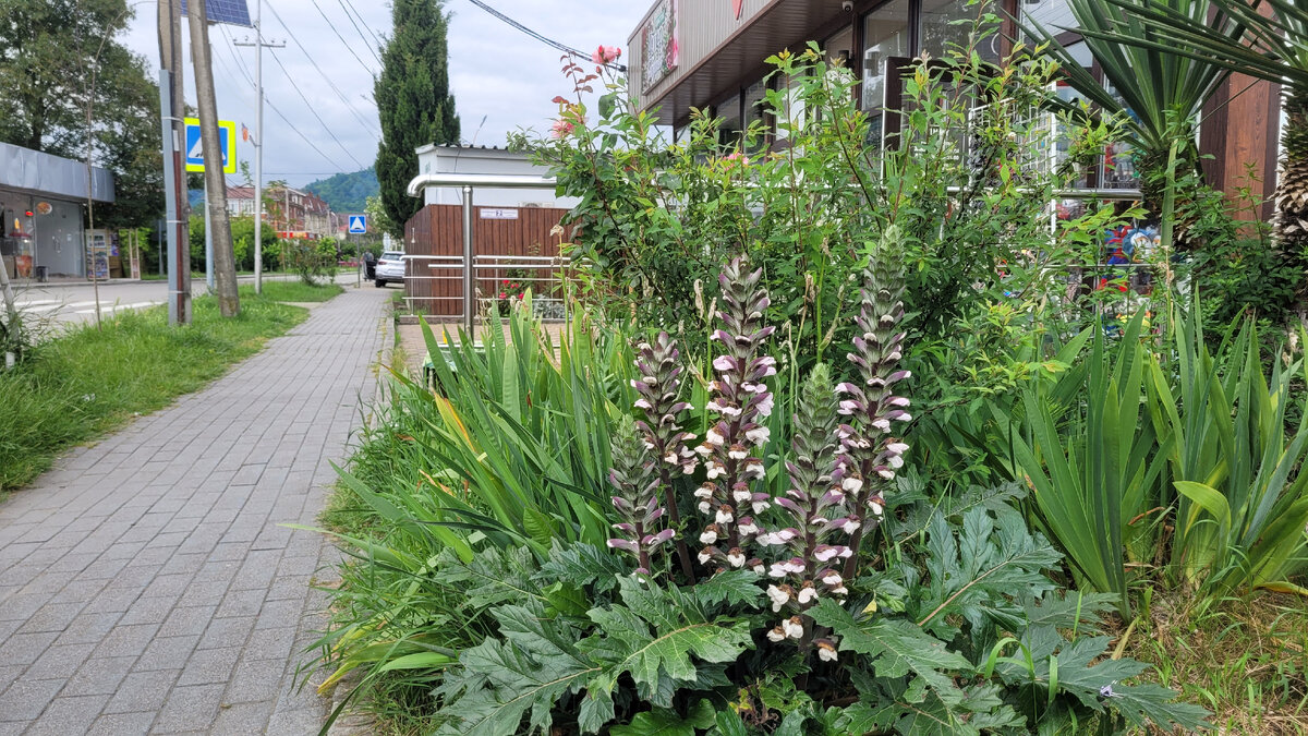 Улицы в Сочи