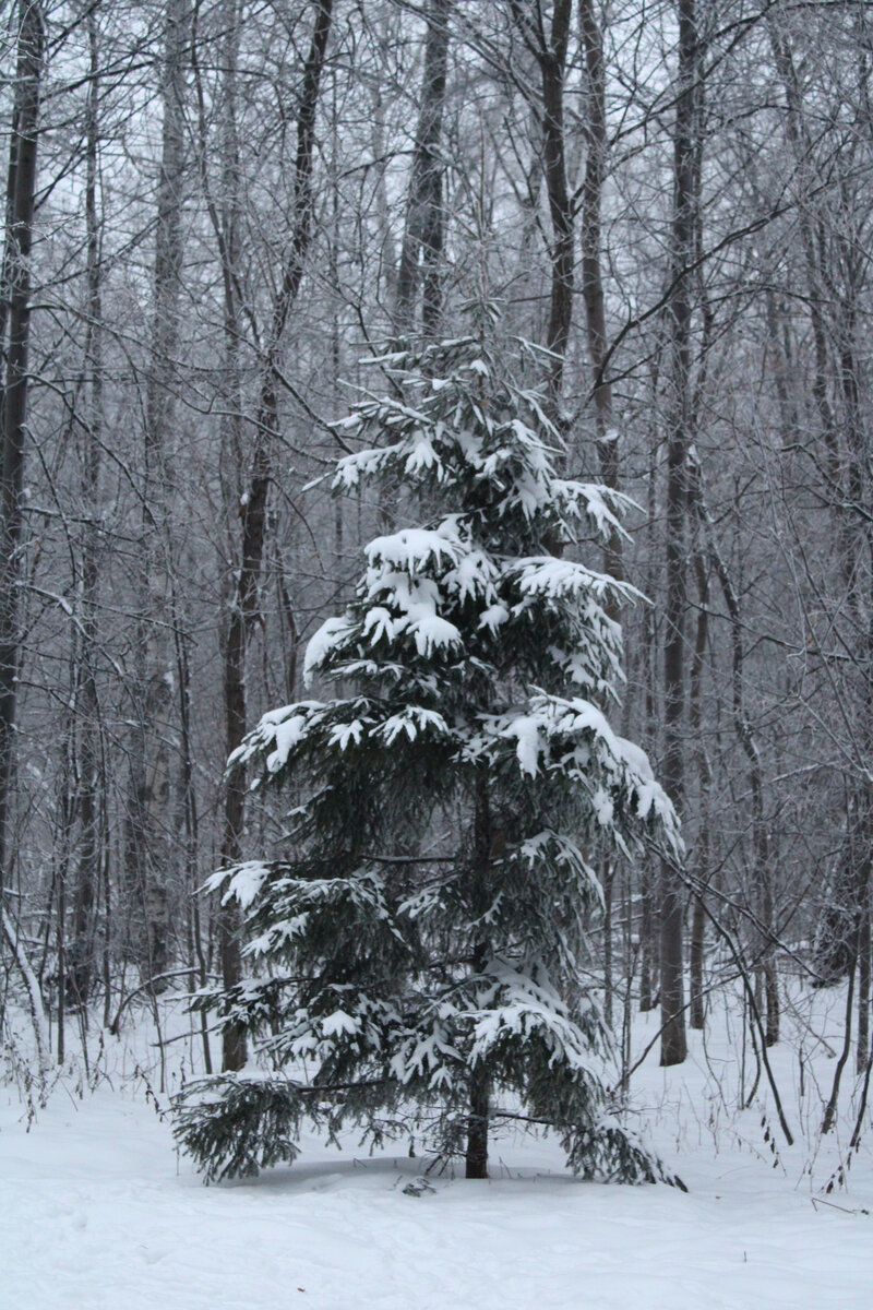 Собственное фото