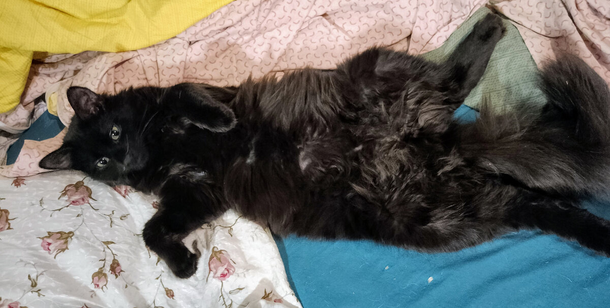 Кузя. Формально кот, но мы его всегда звали мышью, особенно в детстве. А фоток мышей меня нет за неимением мышей в нашем доме