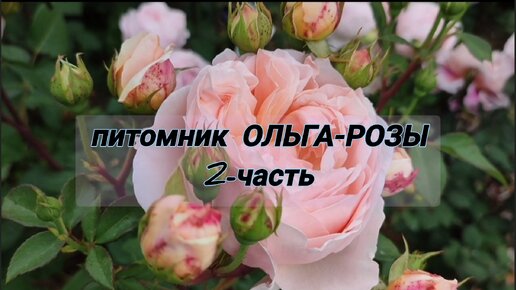 2-ЧАСТЬ: В гостях у питомника ОЛЬГА-РОЗЫ🌹 Смотрим на цветение и сорта роз