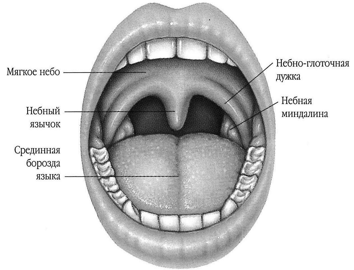 Чтобы было понятно. где и что доктор видит. Фото из открытых источников