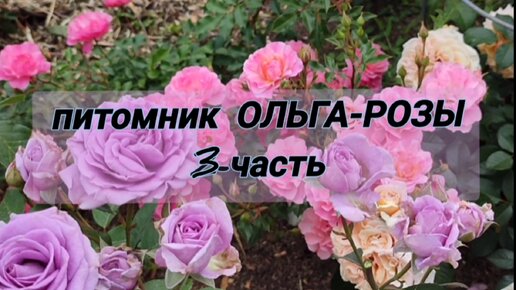 3-ЧАСТЬ: В гостях у питомника ОЛЬГА-РОЗЫ🌹Разнообразие цвета и форм.