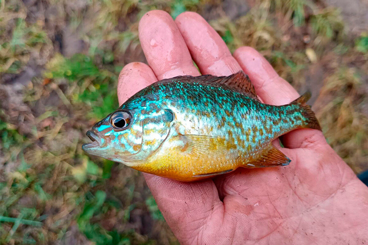    Фото: Евгений Вабищевич / Fishingby.com