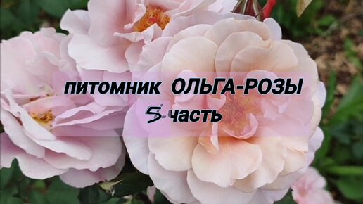 5- часть. В гостях у питомника ОЛЬГА-РОЗЫ. Новинки, восхитительные оттенки.