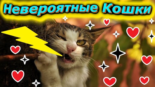 Невероятные кошки, они не просто милые, они веселые!