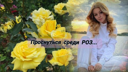 Счастье розовода🌹ххПродолжение цветения роз, сорта роз🌹