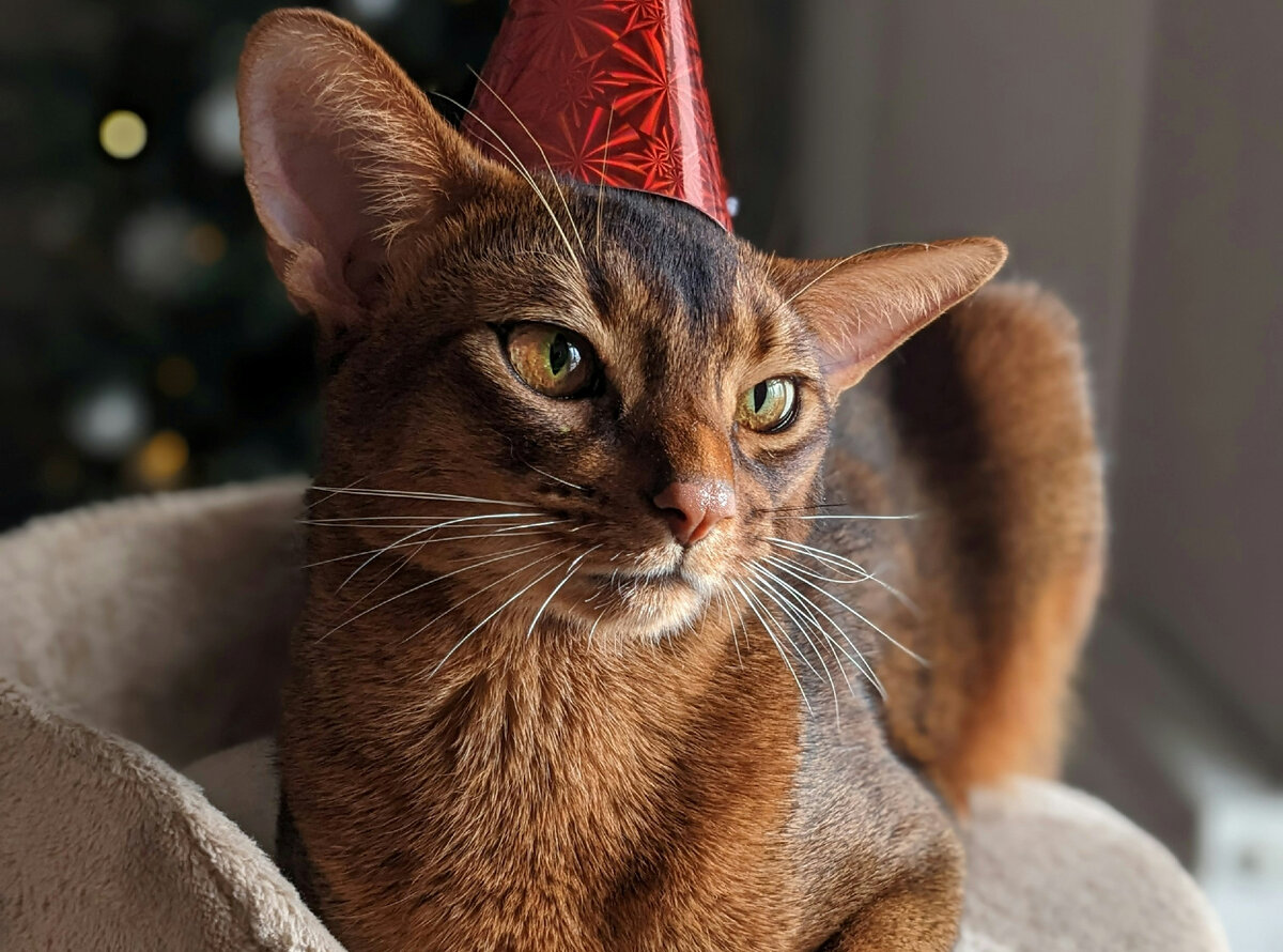 Абиссинская порода - одна из самых бесстрашных и любознательных. Фото: Iancu Vinovan, Unplash