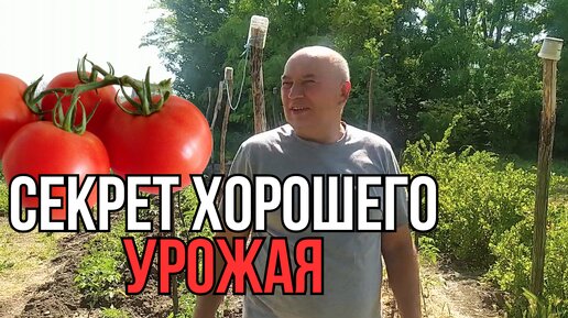 Правила ухода за ПОМИДОРАМИ для хорошего урожая