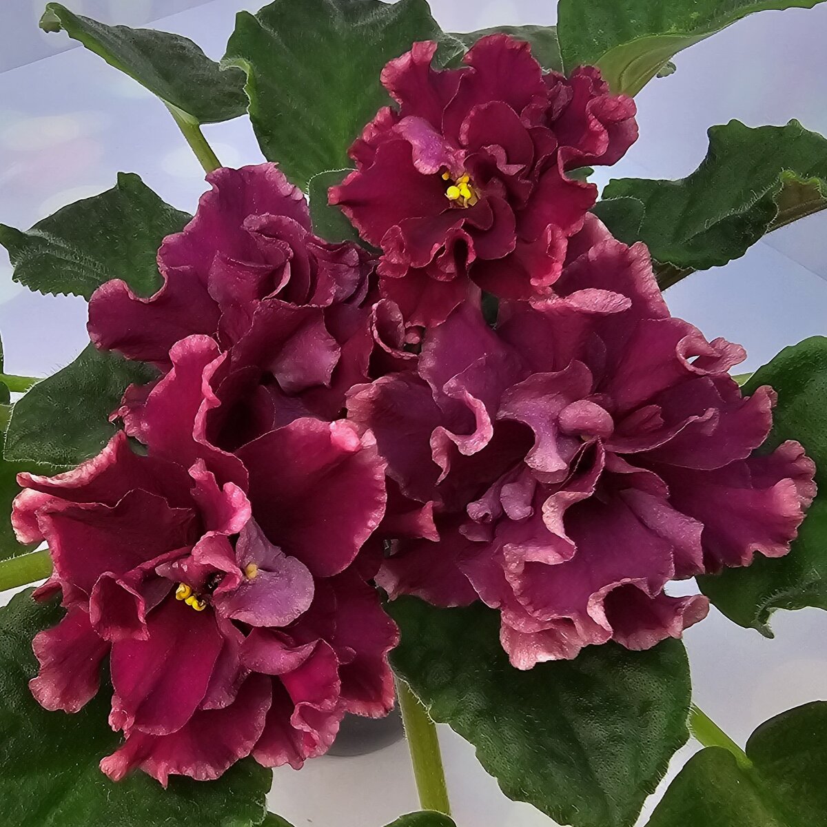 KZ-Взвейтесь Кострами