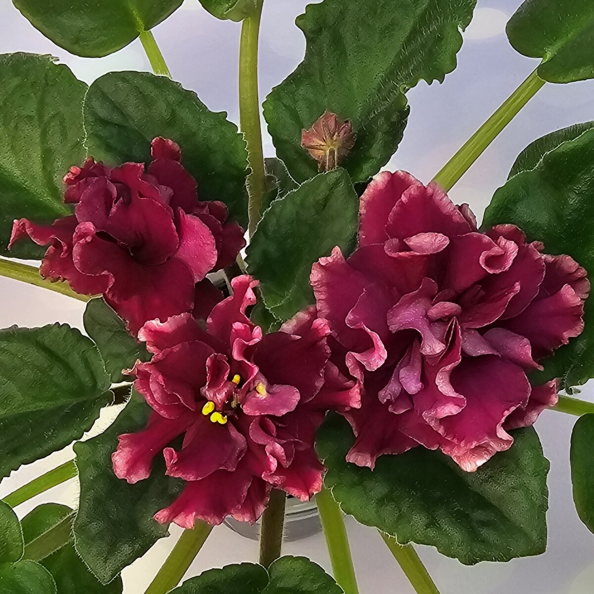 KZ-Взвейтесь Кострами