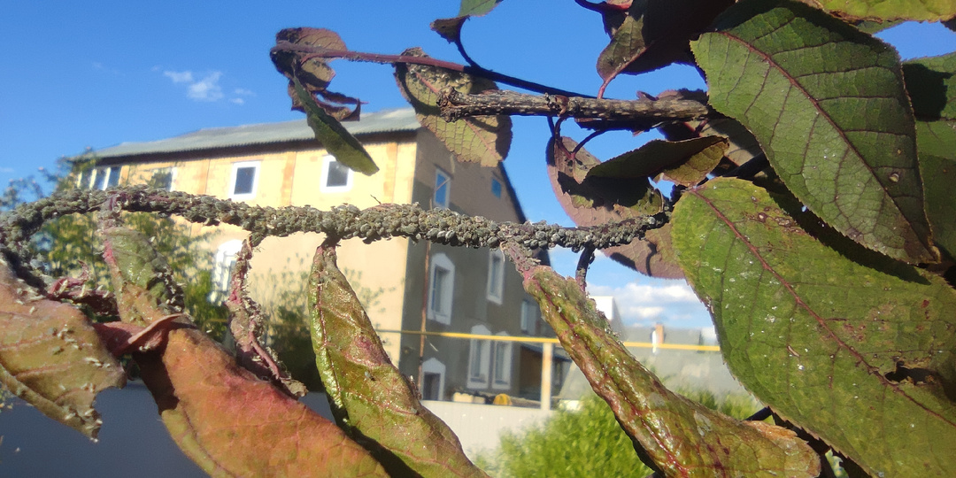 Старый фермер на ярмарке подсказал: 12 лет безуспешно боролись с тлёй на участке и избавились от неё за 1 день. Век живи - век учись!