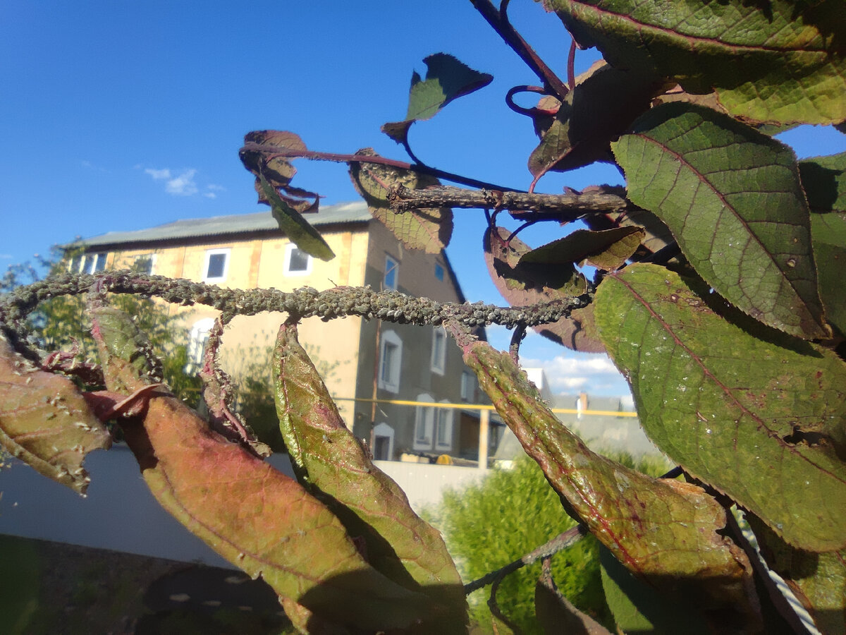 ���� ������