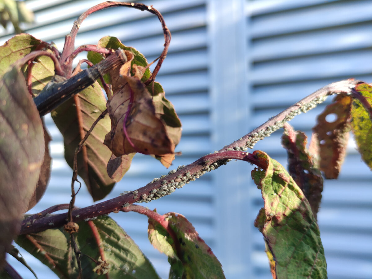 ���� ������