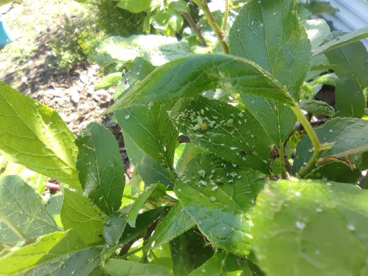 ���� ������