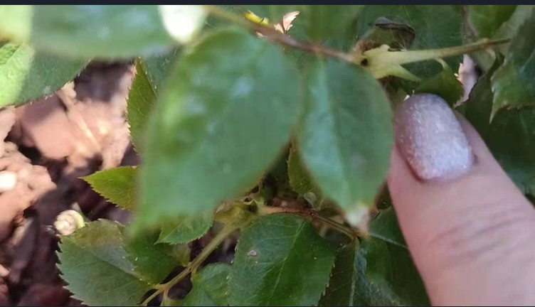 Слепой побег. На верхушке побега черная точка.