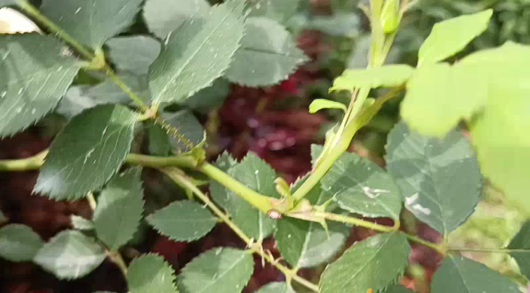 После обрезки слепого побега проснулась спящая почка и дала новый побег с бутоном.